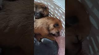 Snuggly Newborn Shibas in a basket