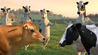 Funny Cow Dance 4 │ Cow Song & Cow Videos סרטון רשמי