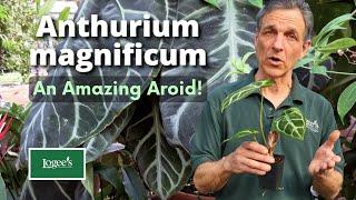 Anthurium Magnificum... Discover This Amazing Aroid