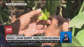 Kilau Cuan Dari Si Emas Hijau