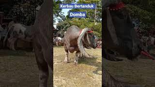 Kerbau Bertanduk Domba #short #shortvideo #shorts #domba