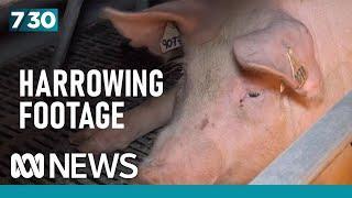 Allegations of animal cruelty and a bestiality charge at Victorian piggery  7.30