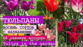 ТЮЛЬПАНЫ В САДУ ОБЗОР 8 СОРТОВ   Tulips in the garden 