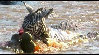 Zebra gets eaten by hungry Crocodiles