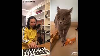 кот поёт под музыку