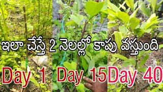 సీతాఫలం మొక్క ని అంటు కట్టడం ఎలా  How to Graft Custard Apple