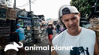 Las aventuras de Frank en Indonesia  Wild Frank  Animal Planet