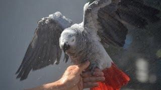 Tips on Showering Your African Grey