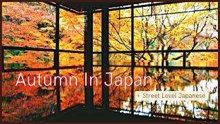 Autumn In Japan + Street Level Japanese