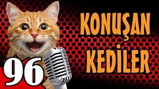 Konuşan Kediler 96 En Komik Kedi Videoları