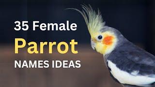 35 Beautiful FemaleGirl Parrot Names - Best Birds Pet Name Ideas - Pick Your Favorite One