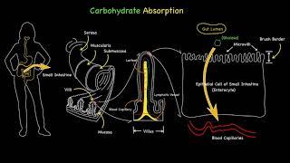 جذب کربوهیدرات گلوکز.