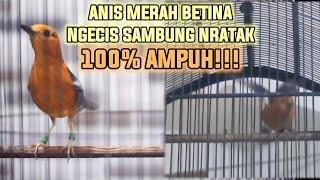 ANIS MERAH BETINA BUNYI NRATAK SAMBUNG NGECIS