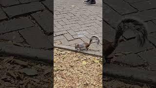 Squirrel at Chapultepec