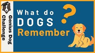 Can Dogs Learn fast AND remember?