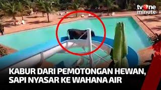 Sapi Kabur dari Tempat Pemotongan Hewan Nyasar ke Wahana Seluncuran Air  tvOne Minute