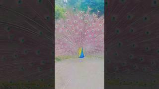 Indian blue peacock #youtubeshorts #dancing #viral #shortvideo #birdsoundvideo #6000 #youtuber