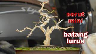 pemula wajib nontonn‼️ membuat bonsai serut mini dari awal yang batang lurus strebulus asper