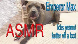 Max licks Peanut Butter off a foot  ASMR  Licking Sounds  No Talking  Emperor Max