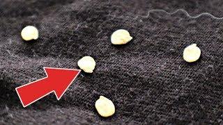 Это важно Семена перца замачивать или сажать сразу в землю? Как правильно замачивать семена перца?