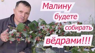 Первая весенняя подкормка малины от которой зависит урожай.