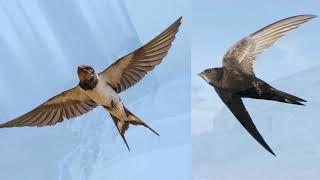 The Ornithorium Swifts Swallows House and Sand Martins with Hannah Postlethwaite Bird Decorations