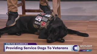 Providing Service Dogs To Veterans