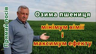 Озима пшениця після покривних культур у Ігоря Шайноги. Прямий посів. No-till.