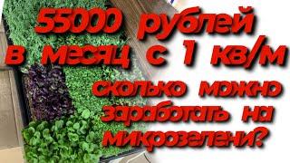 Сколько можно заработать на микрозелени Расчёт себестоимости микрозеленибизнес на микрозелени