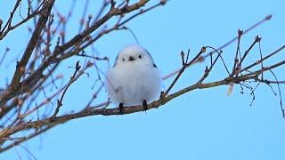 モフモフかわいい「雪の妖精」 やっと出会えたシマエナガ