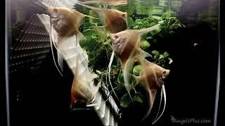 Albino Dantum Angelfish Group #226 - mediumlarge