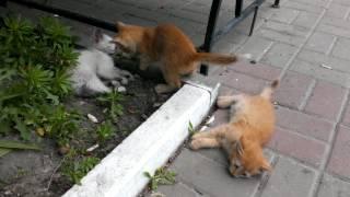 Playing kittens. Играющие котята