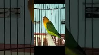 Lovebird Pasti Bunyi  Pancingan Lakbet Malas Bunyi #shorts