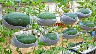 Growing watermelon hanging hammock for beginners Fruit is big and sweet