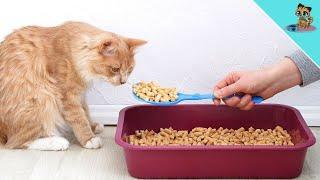 The 8 Biggest Cat Litter Box Mistakes AVOID THEM