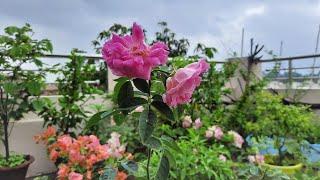 Roof Garden  Chhad Bagan  Relaxing Rain Sound  Rain and Thunder Sound  Rainy Day  First Monsoon