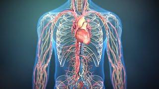 The Science of Nitric Oxide  Consumer Health Animation