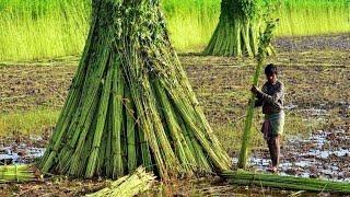 Jute is cultivated in West Bengal and Bangladesh. Lets see its struggle and its ground truth.