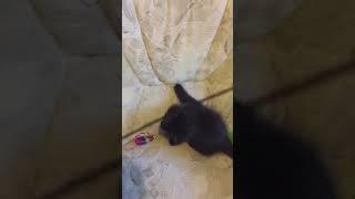 How to play with your baby kitten or a bigger cat - step by step playing with your cat