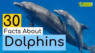 30 Facts About Dolphins  - Learn All About Dolphins - Animals for Kids - Educational Video