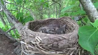 Уголок родной природы нашли гнездо с птенчиками в лес 26 мая 2023 3 часть
