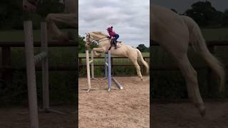 Jumping Ace #horse #equestrianrider #equestrian #showjumping #jumping #rider #pony #stallion #riding
