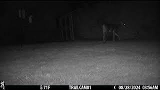 8 point buck backyard