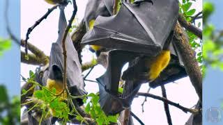 Giant Bats - The Flying Fox of Papua New Guinea