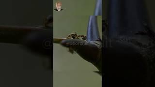 Ants Save Acacia From Predators #shorts #acacia