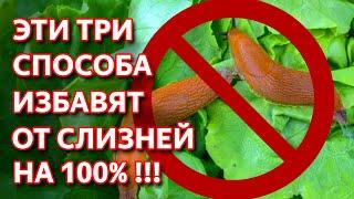 Безопасный способ борьбы со слизнями. 100% результат Как избавиться от слизней и улиток.