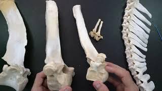 Comparative anatomy of the thoracic vertebrae