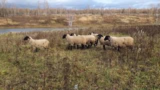 Племенные овцы породы суффолк  suffolk  на моей ферме под Калугой.