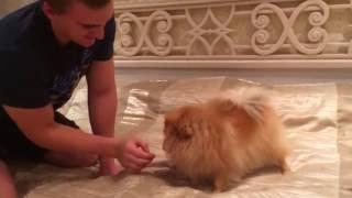 Злой шпиц. Шпиц рычит и дерётся angry pomeranian