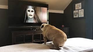 Bulldog’s Reaction To The Nun Trailer